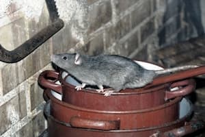 Signs of Rat Infestation