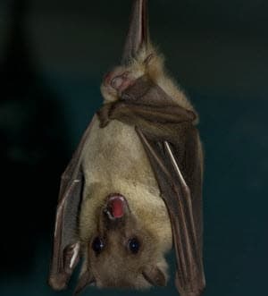 atlanta bat removal services