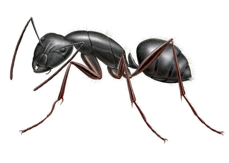 Carpenter Ant