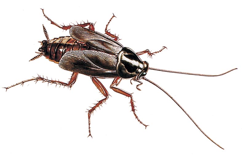 Oriental Cockroach