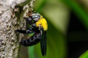 controlling carpenter bees atlanta