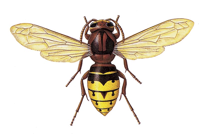 European Hornet