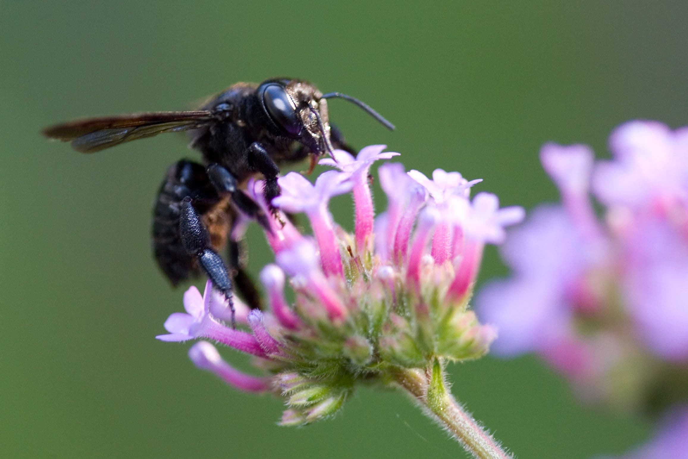 general pest control alpharetta