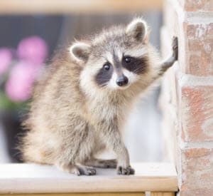 get rid of raccoons metro atlanta