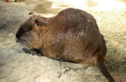 Nutria