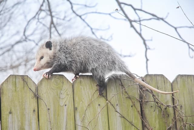 Opossum