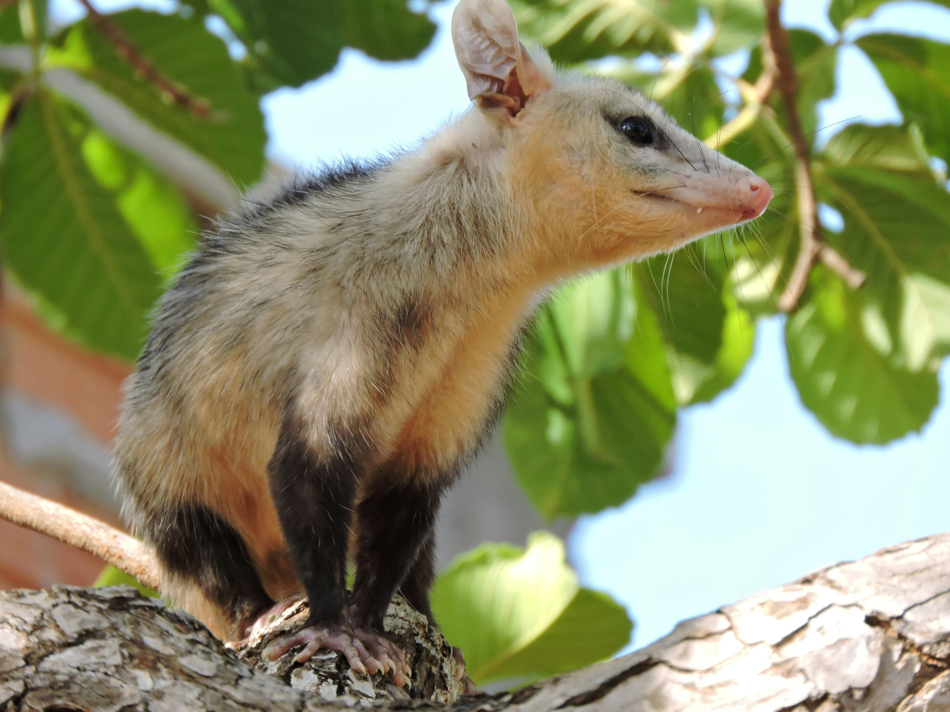 Opossums