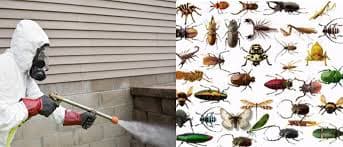 Pest Management Services atlanta