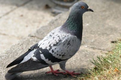 Pigeon