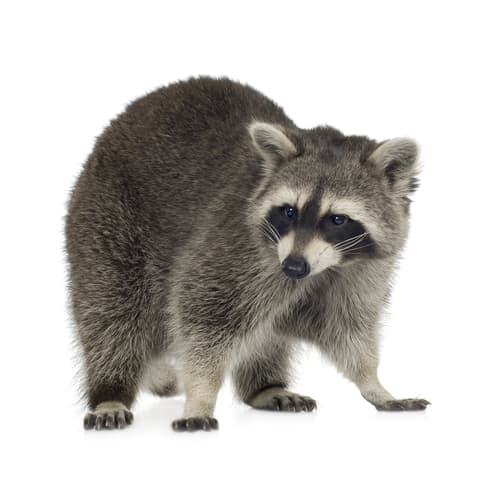 raccoon