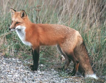 Red Fox