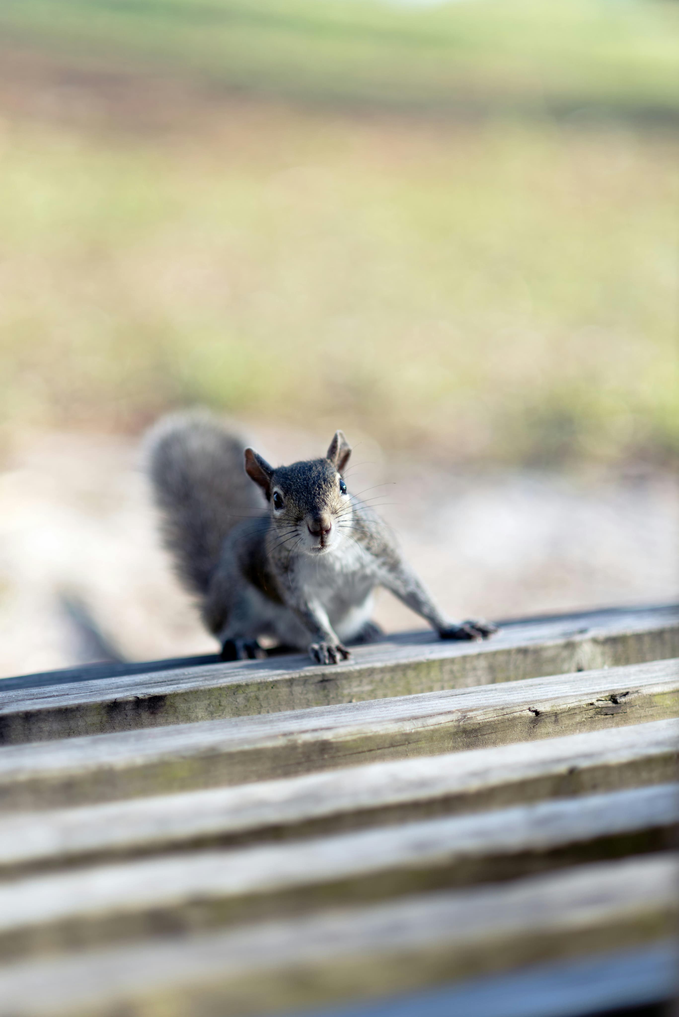 Squirrels and Flying Squirrels