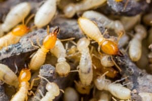 termite control sandy springs